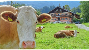 Отель AlpinResort DerBacherhof  Нидернсилль